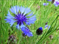 bleuets