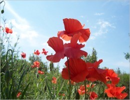 coquelicots