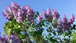 lilas