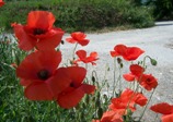 coquelicots