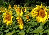 tournesol